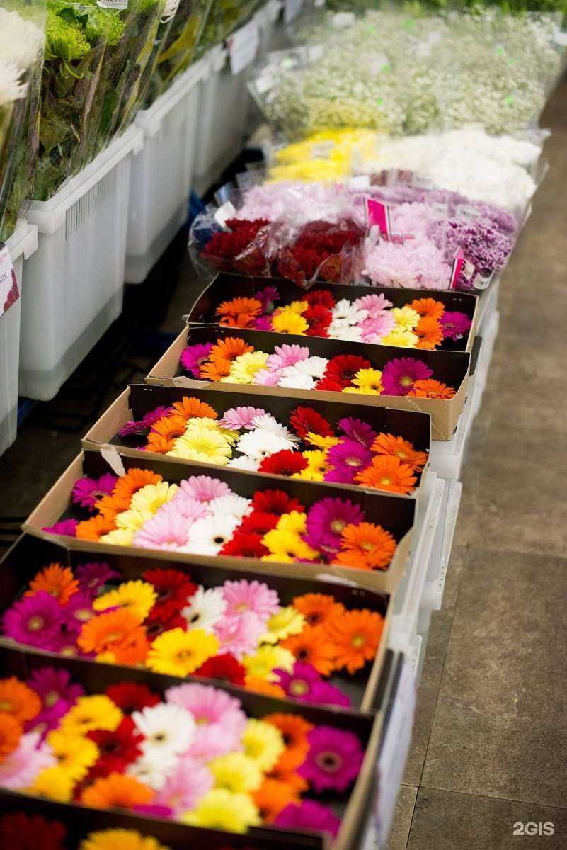 Отзывы на компанию Союзцветторг в Отрадном c фото