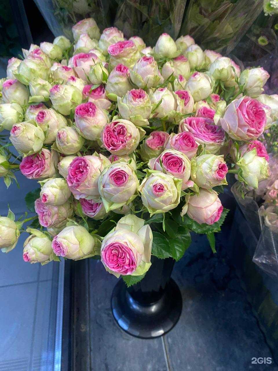 Отзывы на компанию Magnolia  в г. Ханты-Мансийск c фото