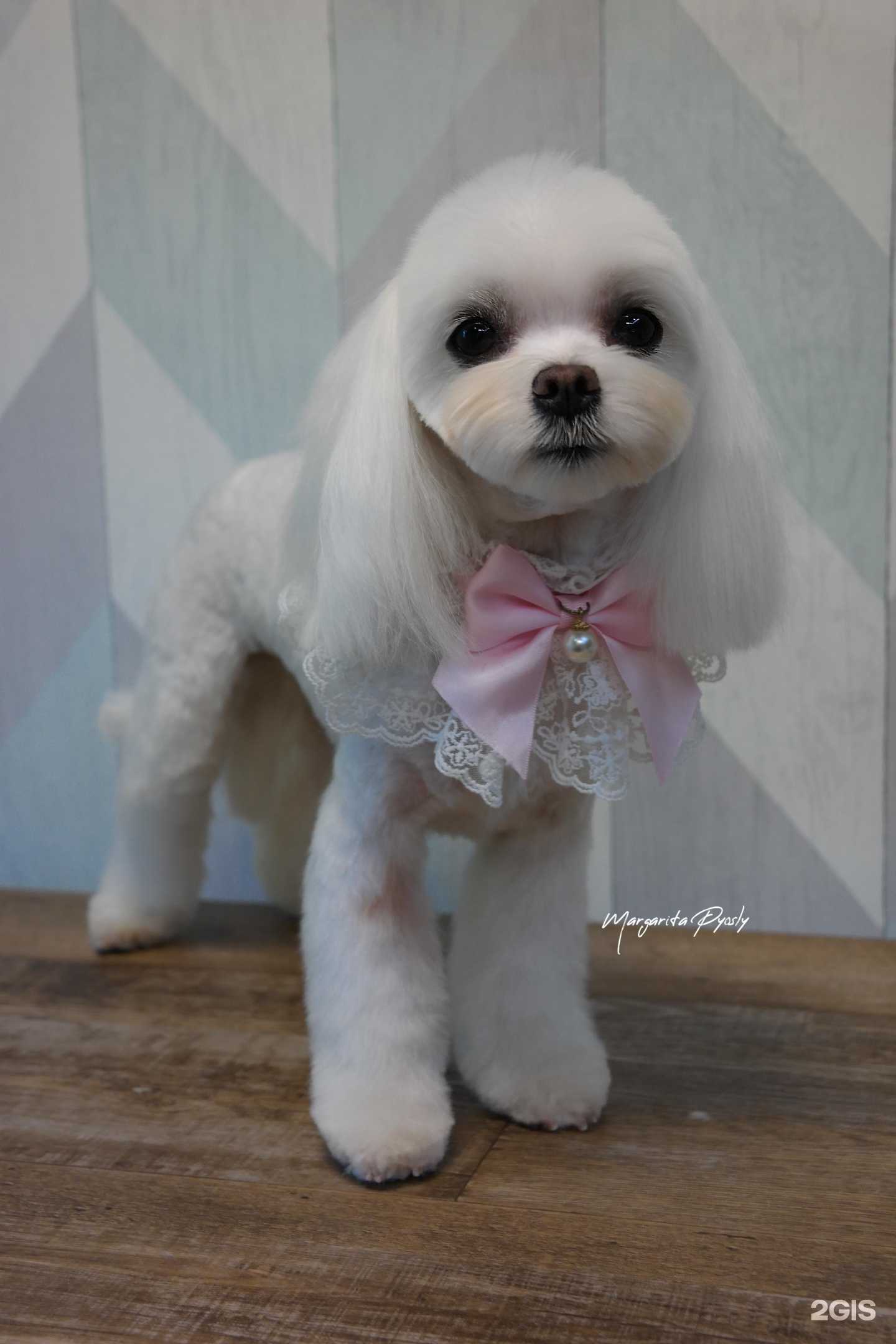 Отзывы на компанию Пёсли в г. Артём c фото