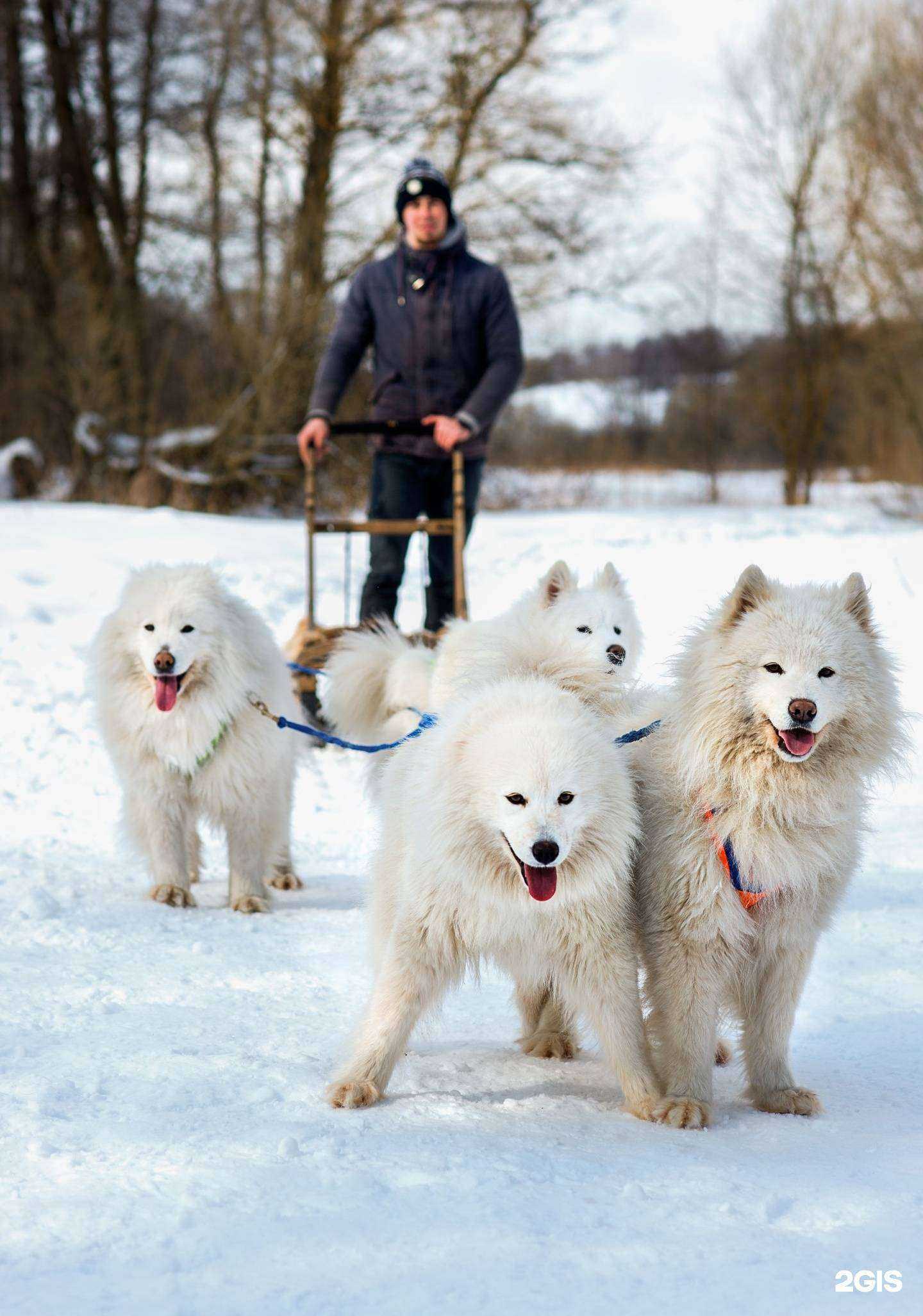 Отзывы на компанию Хаски блюз в г. Тула c фото