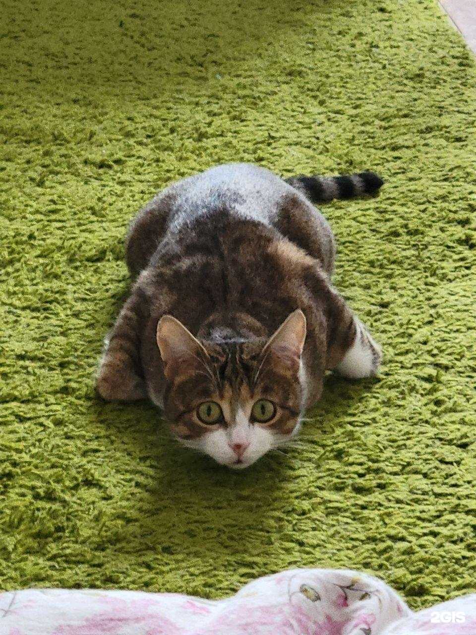 Отзывы на компанию Ветеринар, клиника в Ейске c фото