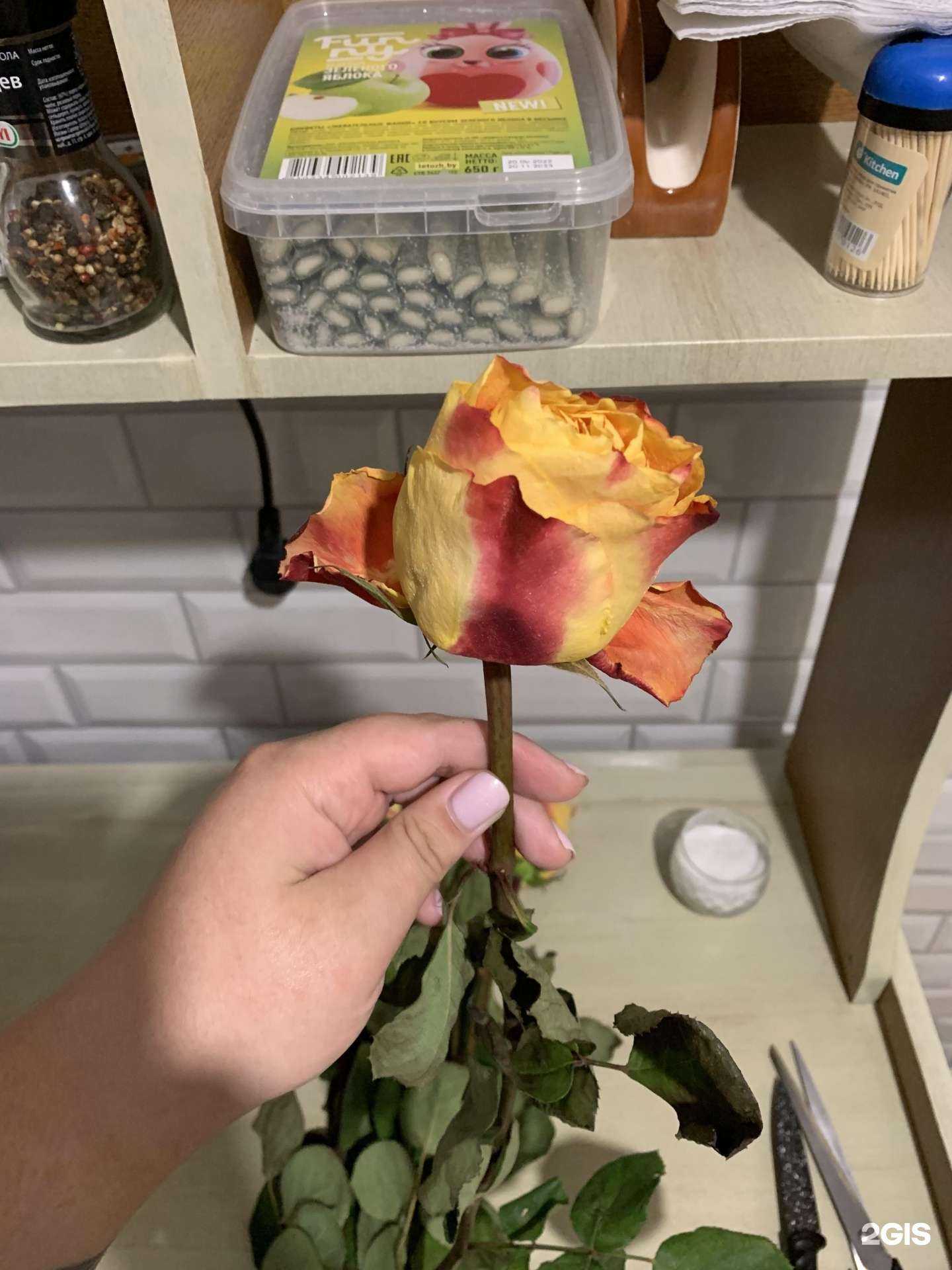 Отзывы на компанию Роза-мимоза в г. Барнаул c фото