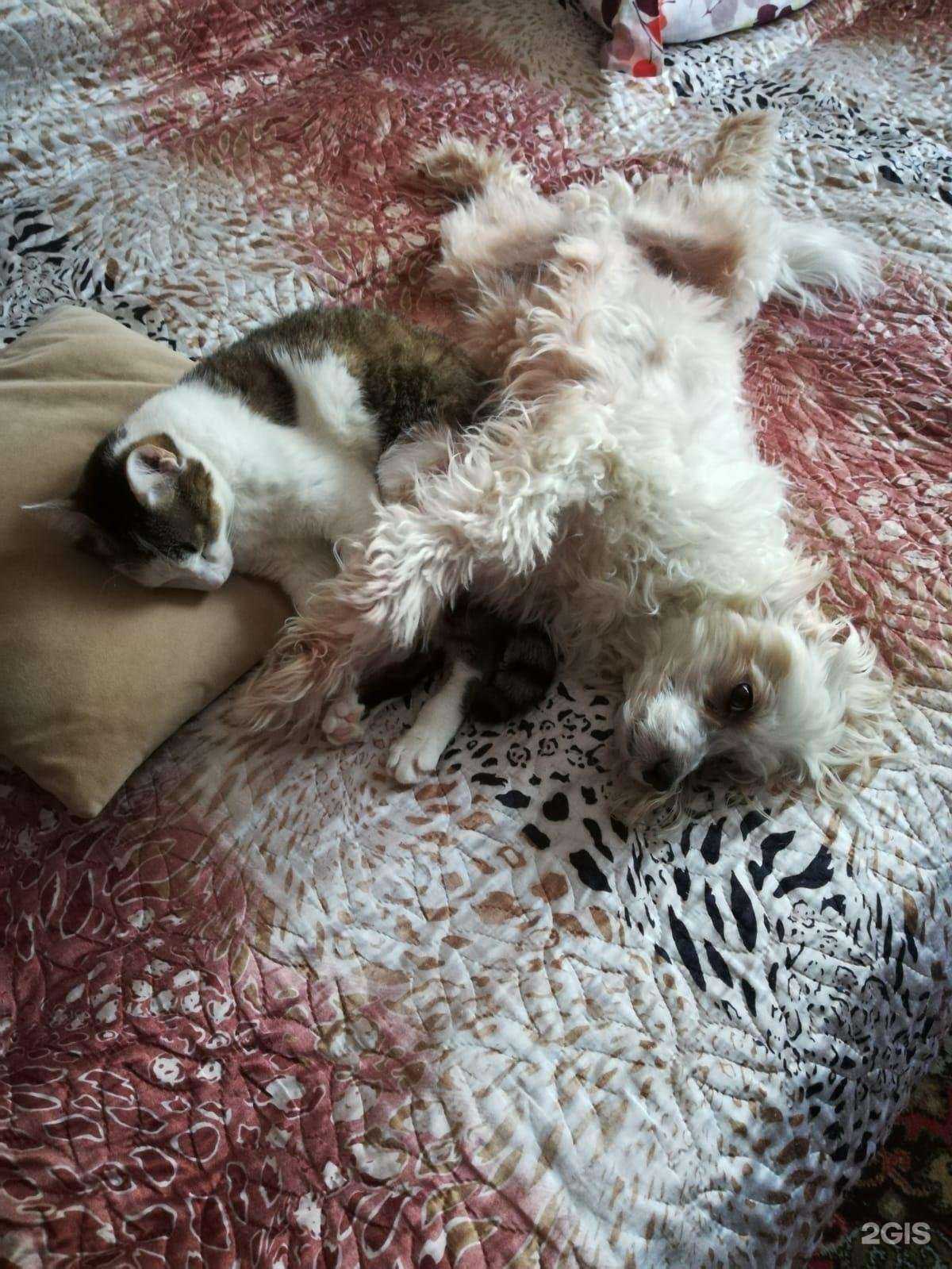 Отзывы на компанию Ветлекарь в Новосибирске c фото