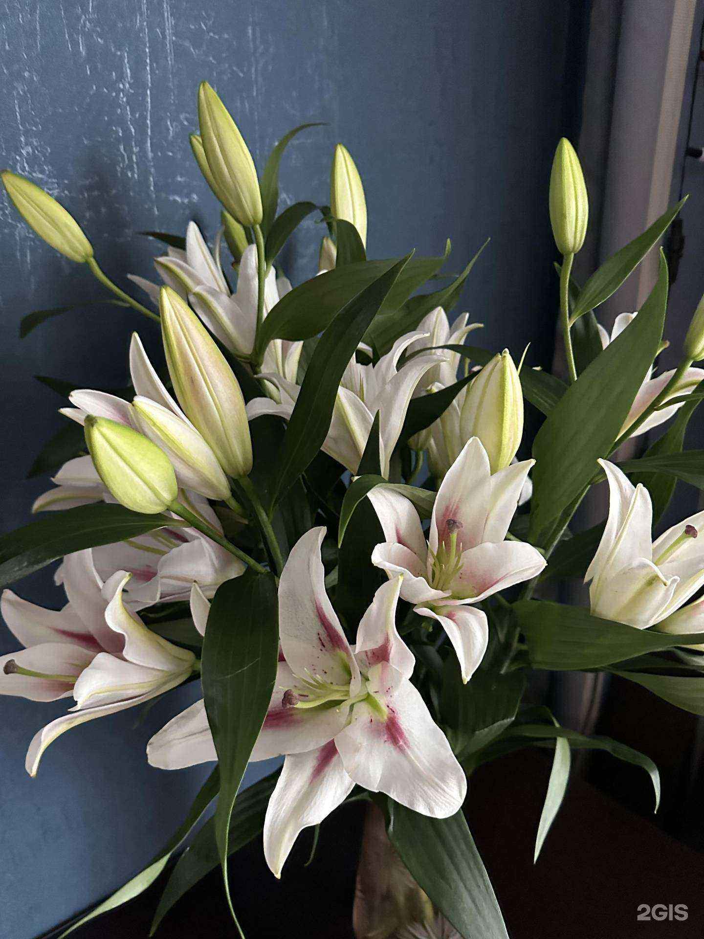 Отзывы на компанию City rose в г. Новокузнецк c фото