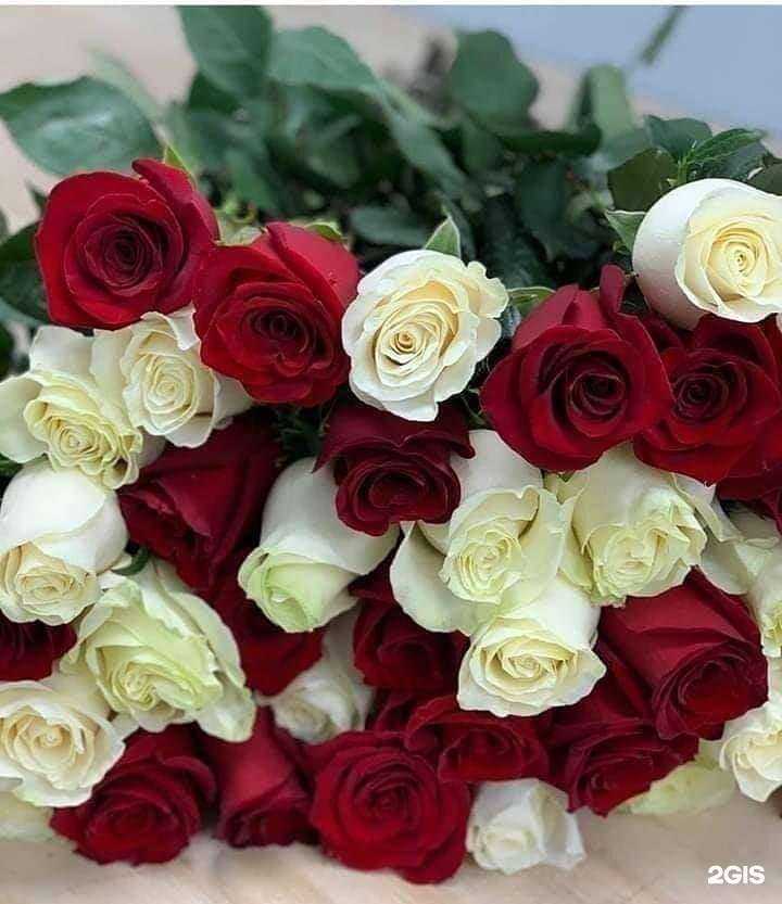 Отзывы на компанию Эдельвейс в Новокузнецке c фото