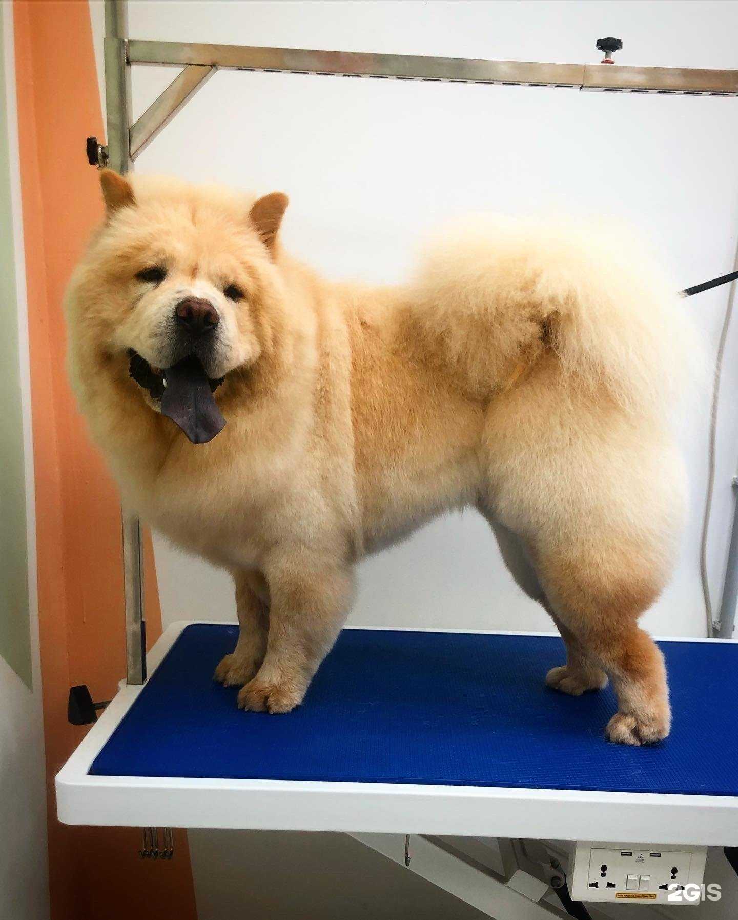 Отзывы на компанию Лапушки в Владивостоке c фото