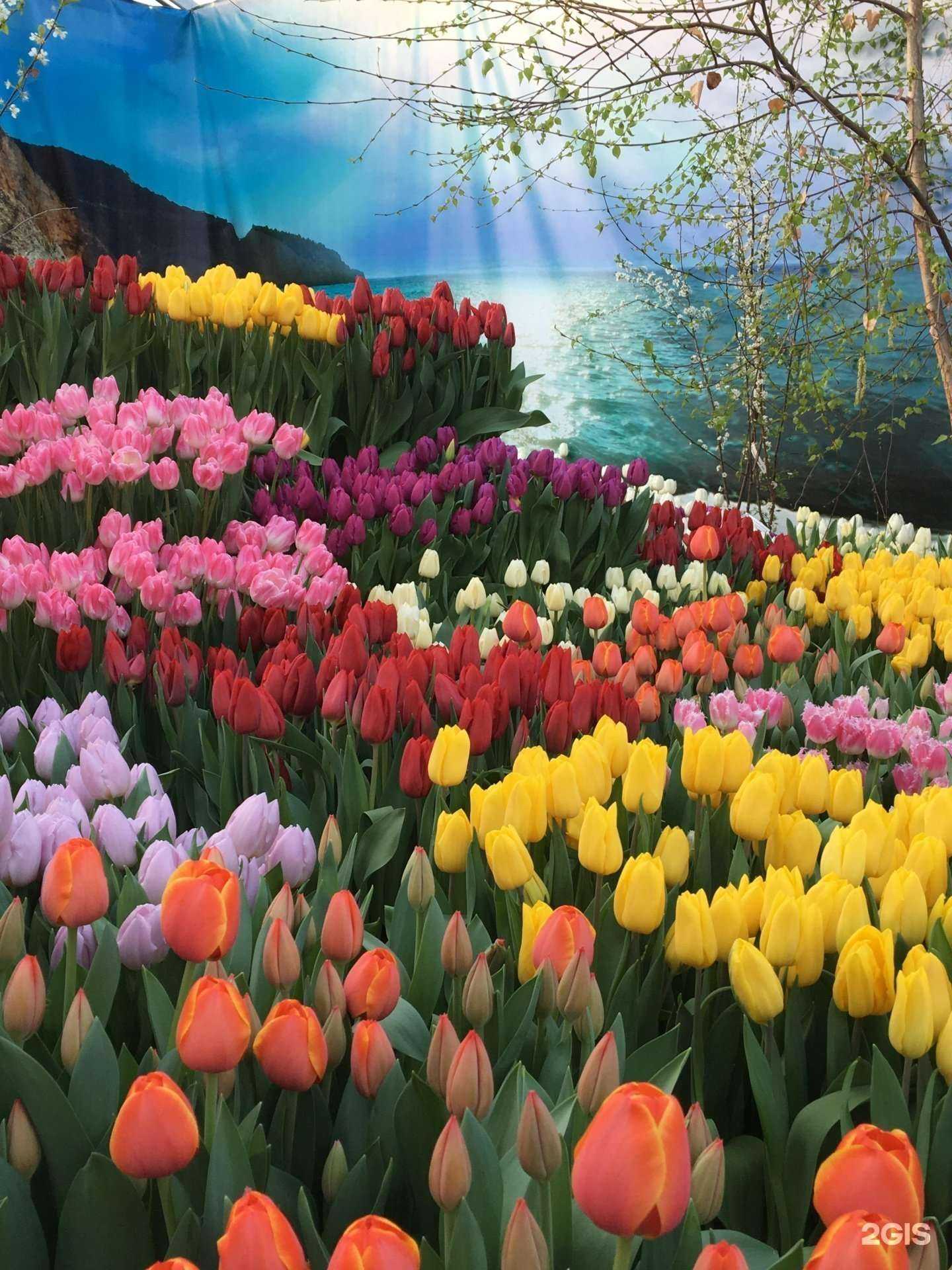 Отзывы на компанию Зеленстрой в Твери c фото