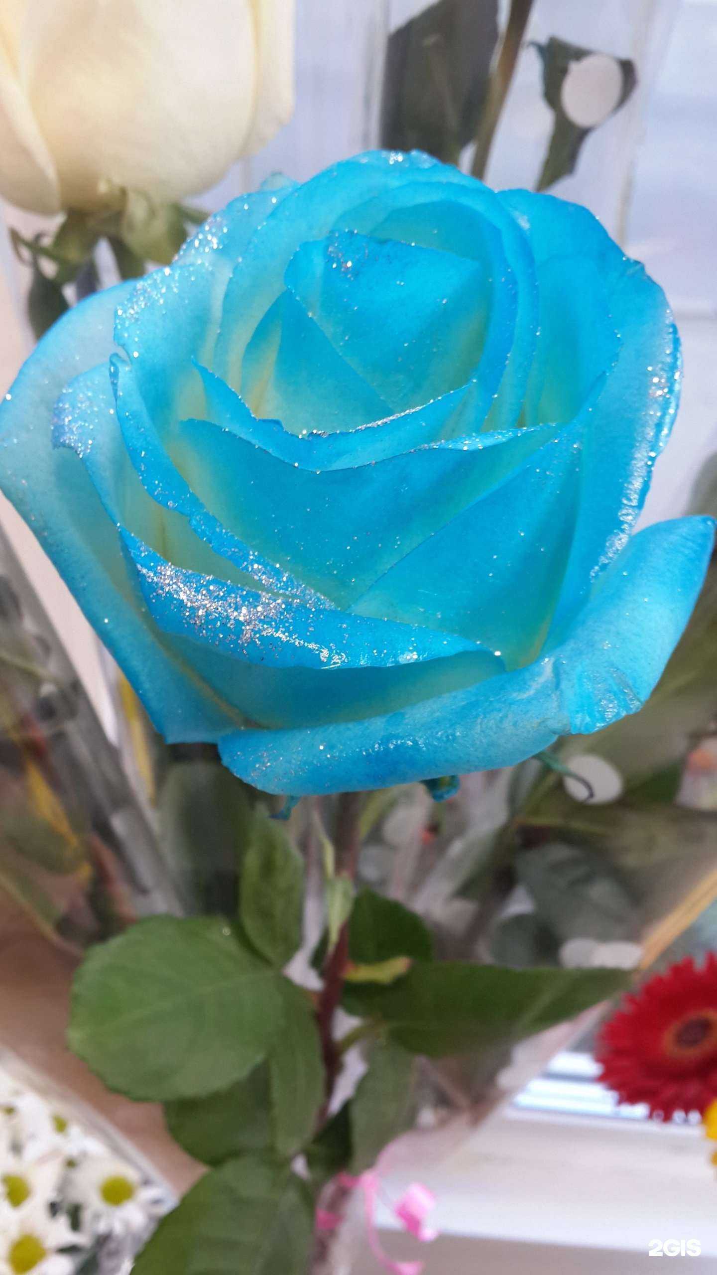 Отзывы на компанию Bloom magic в Новосибирске c фото