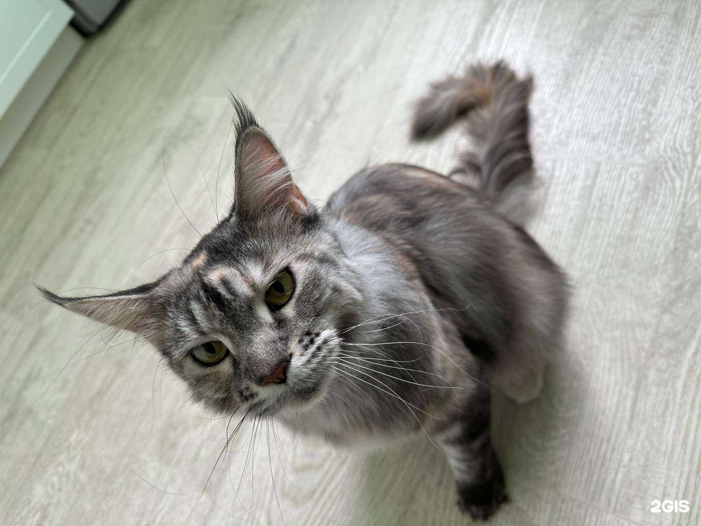 Отзывы на компанию Pet Style в Омске c фото