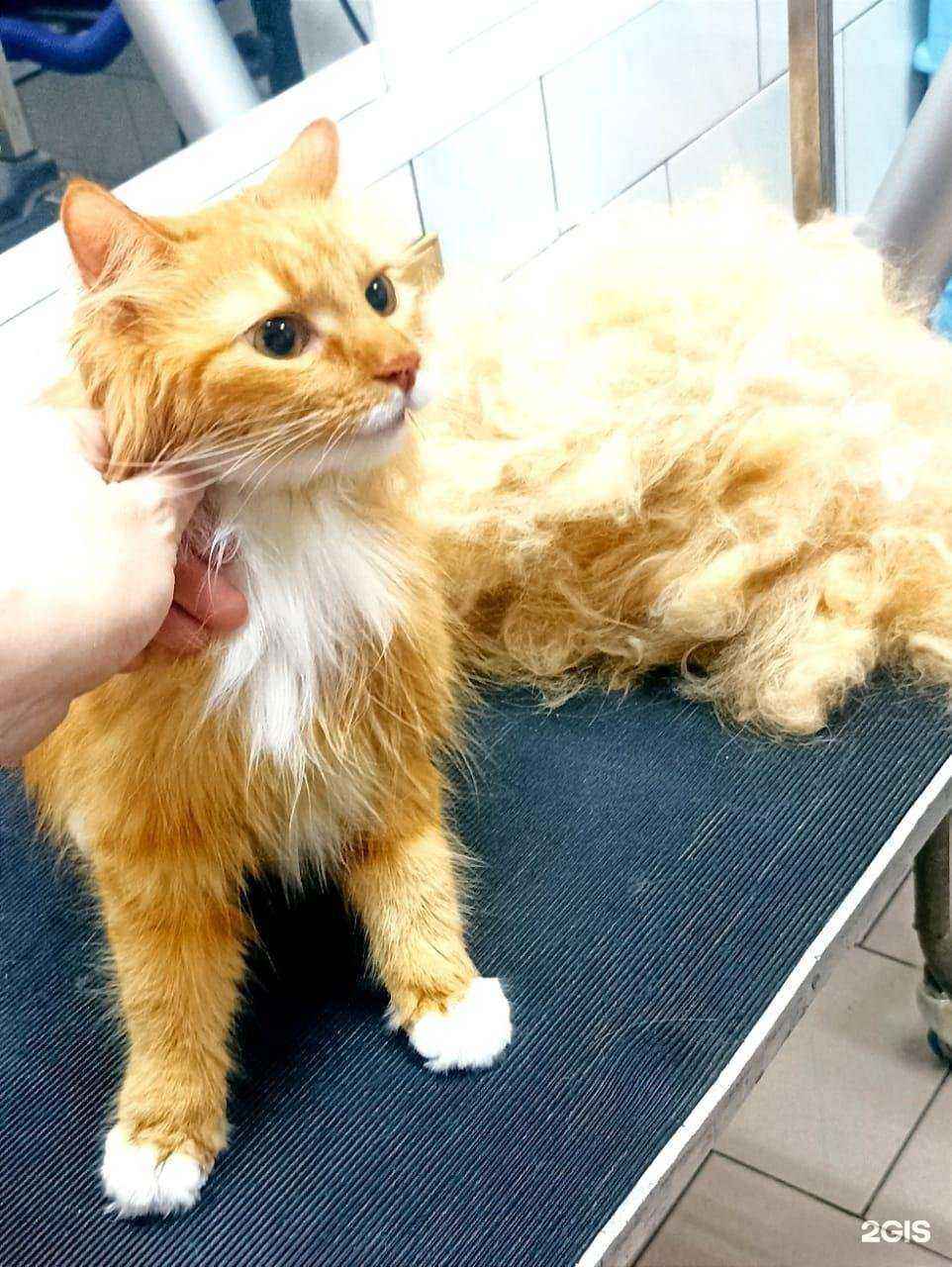 Отзывы на компанию Рыжая собака в г. Новороссийск c фото