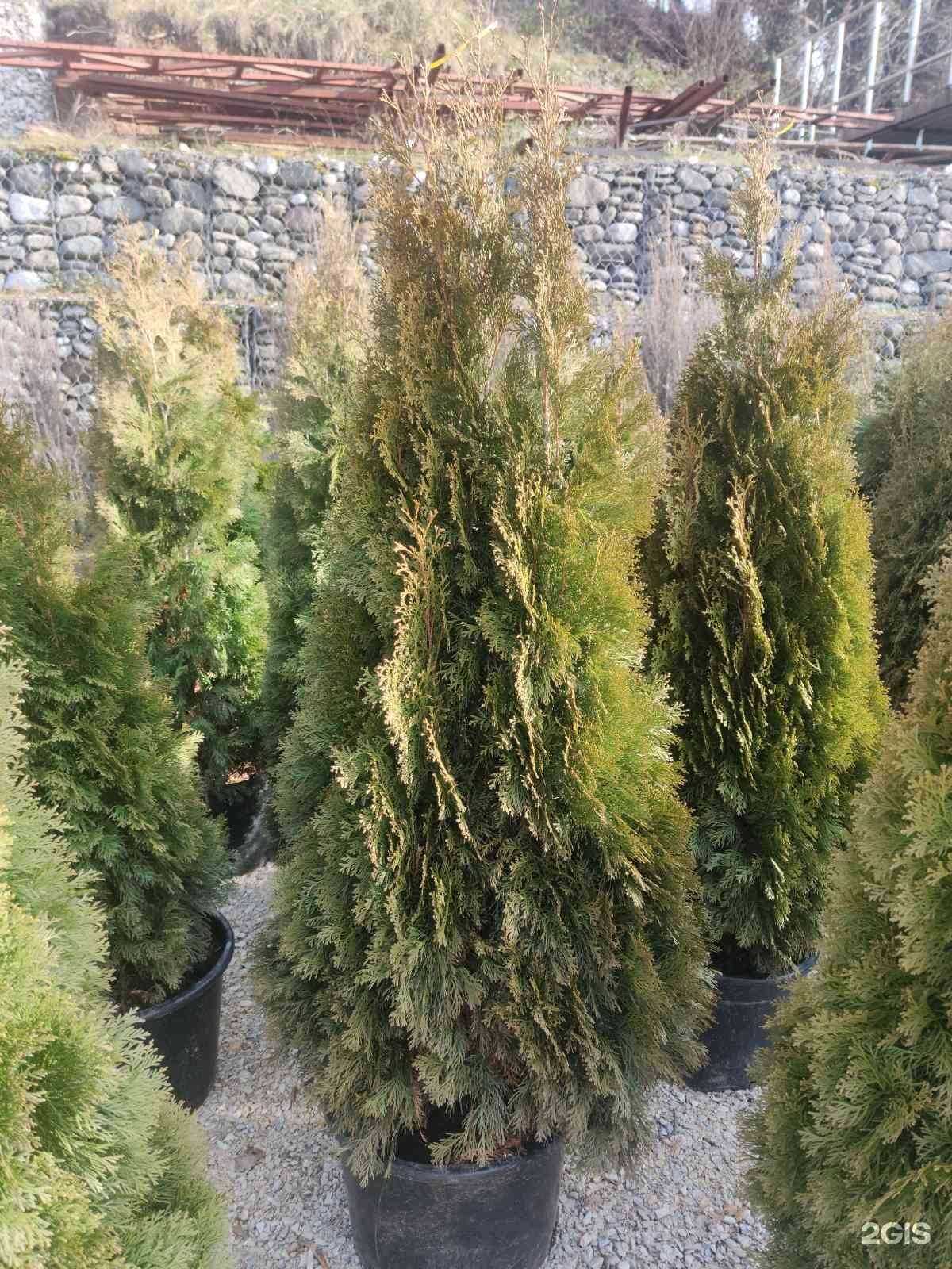 Отзывы на компанию Юг-Ландшафт в г. Сочи c фото