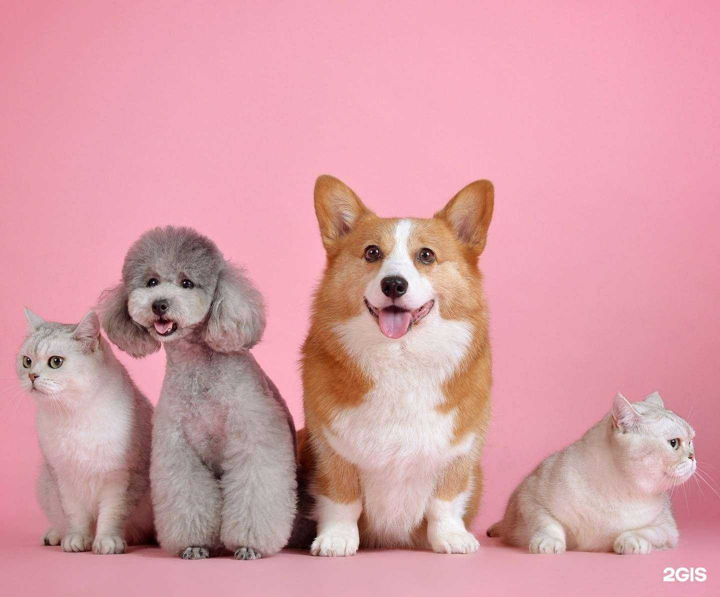 Отзывы на компанию Розовый слон в Сызрани c фото