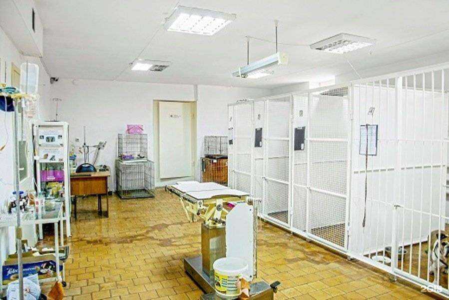 Отзывы на компанию Кот и Пёс в г. Оренбург c фото