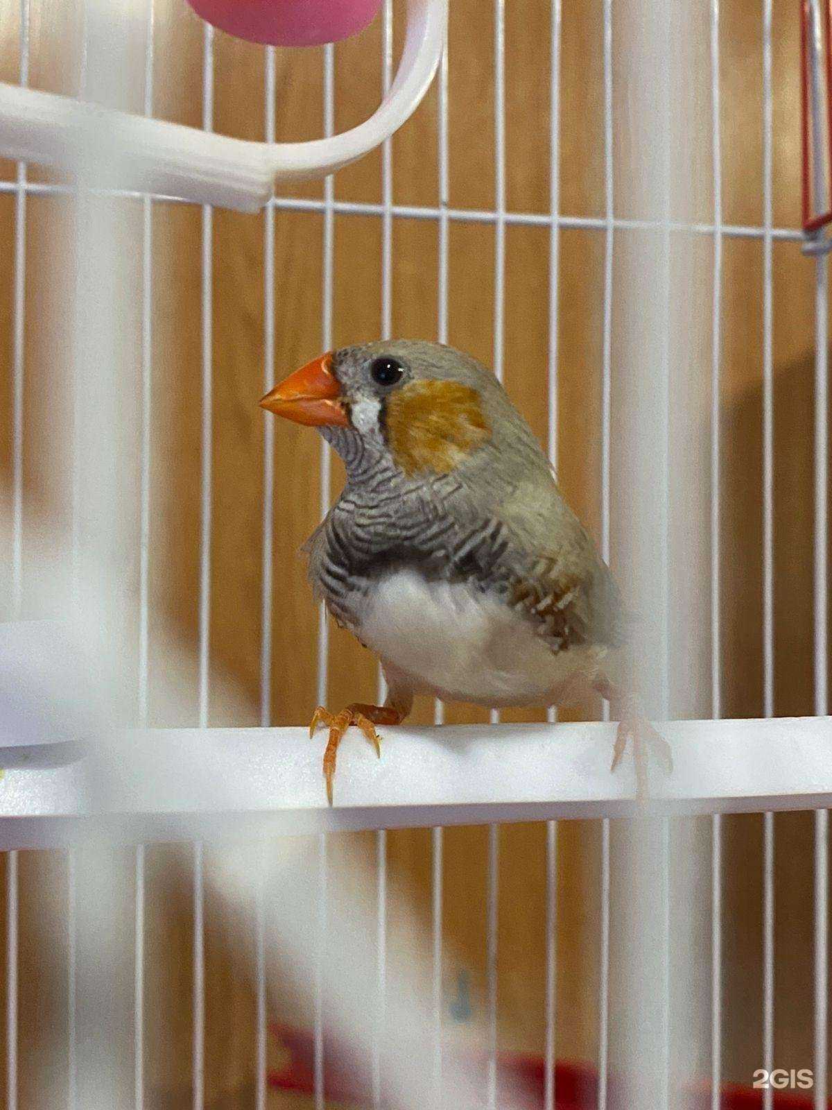 Отзывы на компанию Zoo05.ru в г. Каспийск c фото