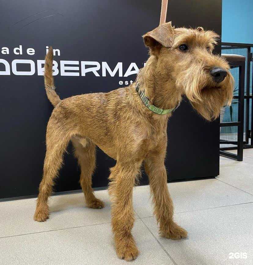 Отзывы на компанию Made in Doberman в Екатеринбурге c фото