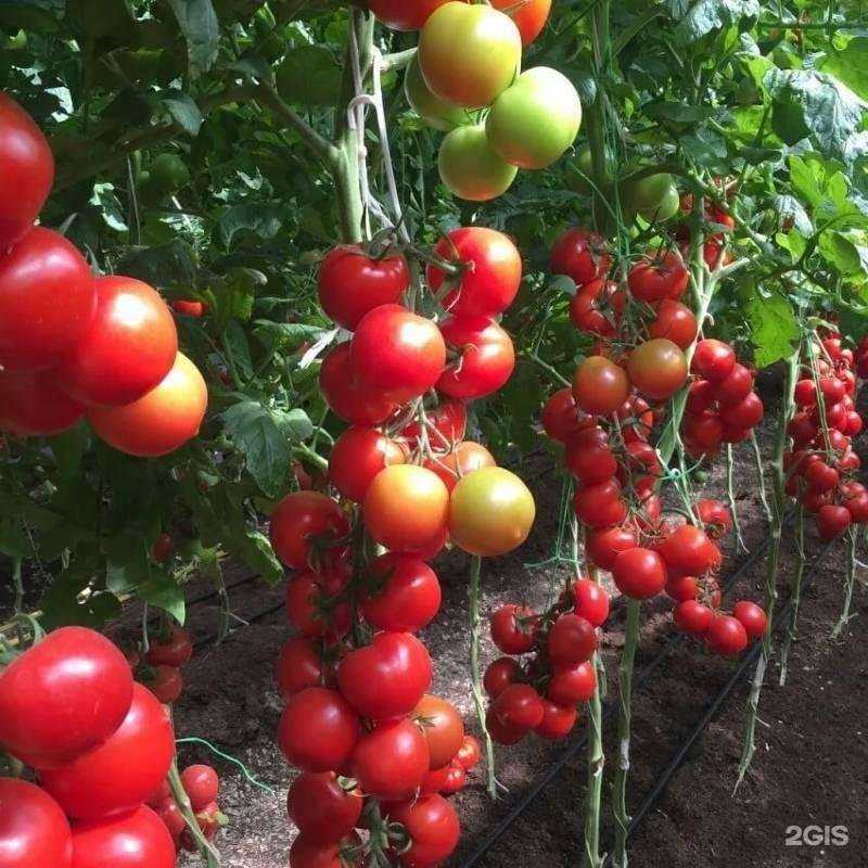 Отзывы на компанию Дачный мир в г. Тула c фото