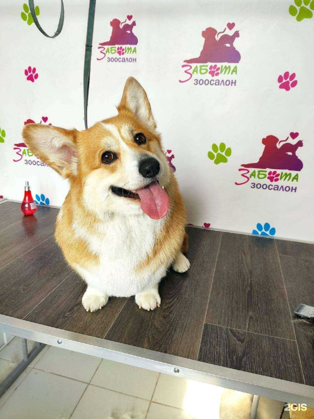 Отзывы на компанию Забота в г. Бийск c фото