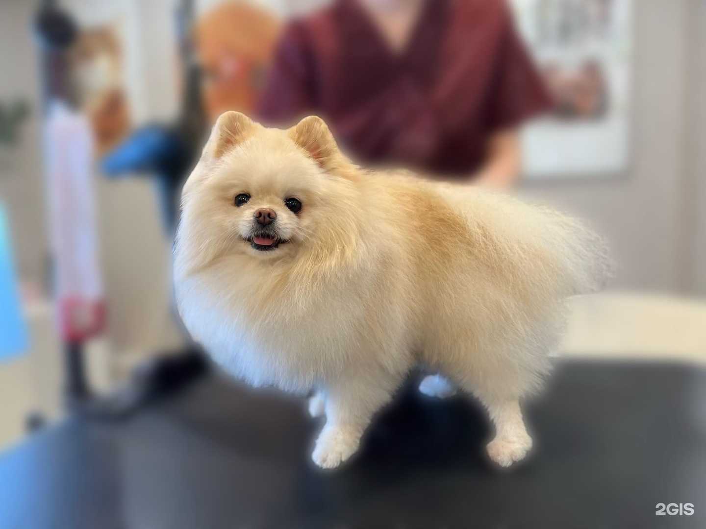 Отзывы на компанию Ласковый Грум в Краснодаре c фото