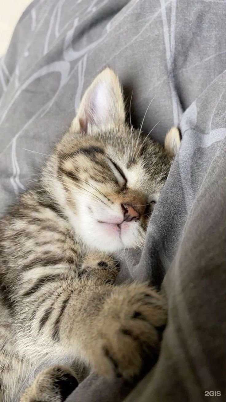 Отзывы на компанию PetStar`s в Перми c фото