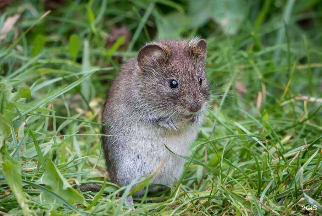 Отзывы на компанию Единая городская служба дезинфекции в Челябинске c фото