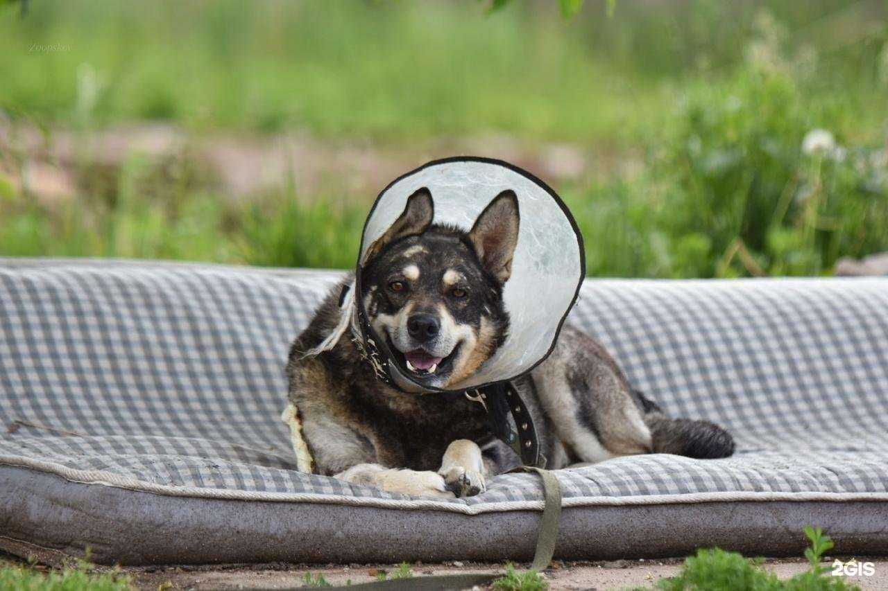 Отзывы на компанию Зоозащита в Пскове c фото