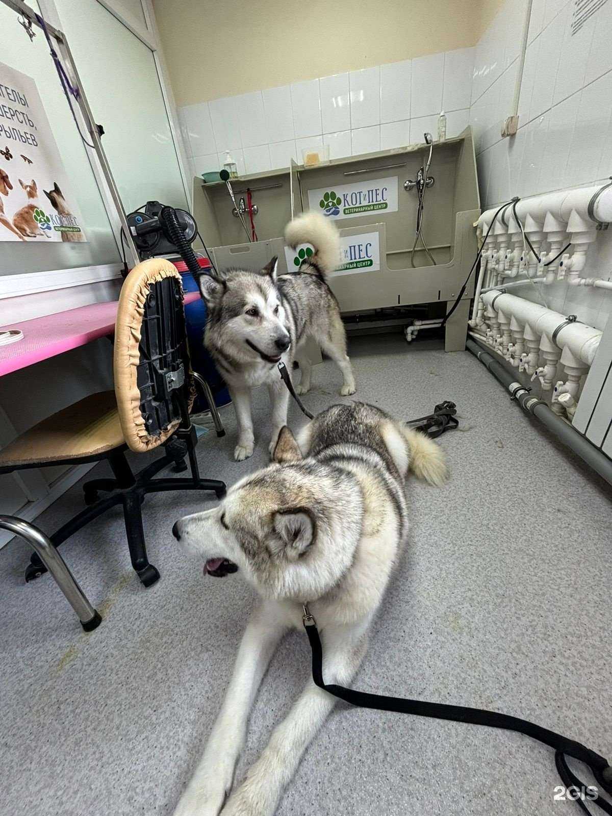 Отзывы на компанию Кот и Пес в Якутске c фото - фотография 2 из 2