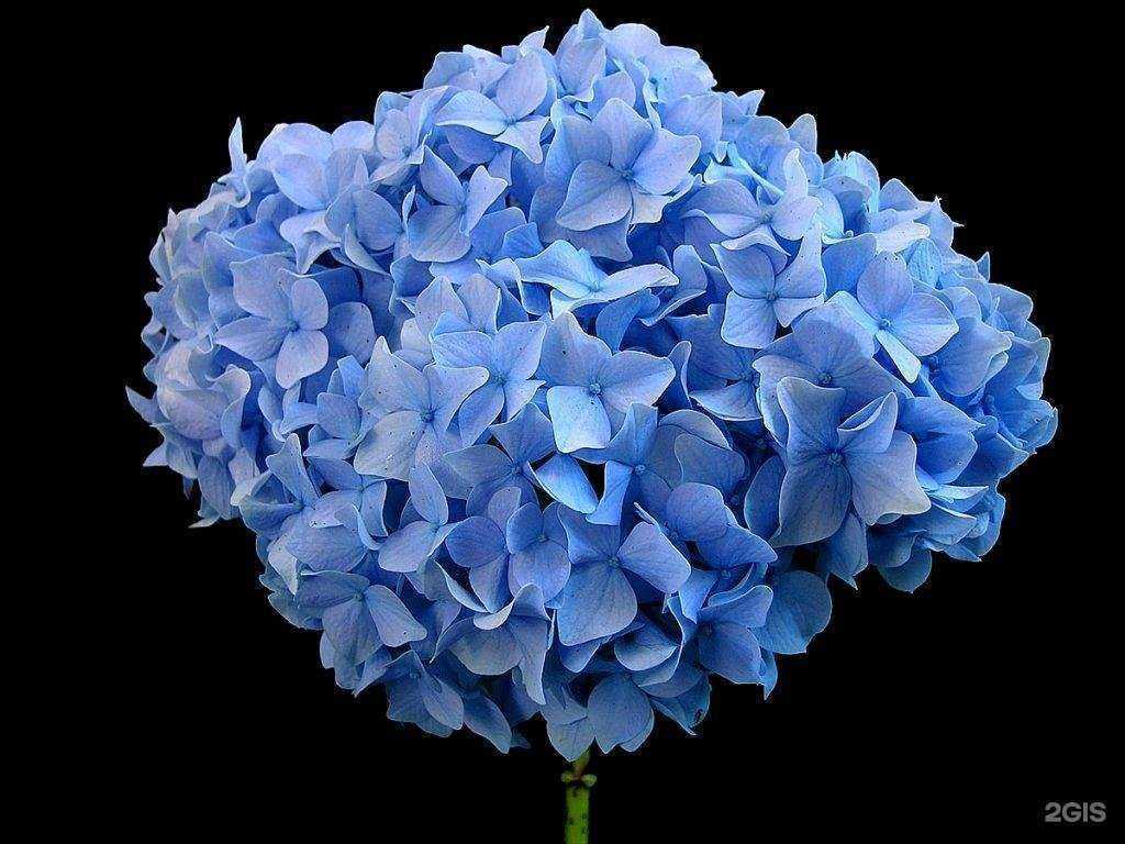 Отзывы на компанию База цветов в Одинцове c фото