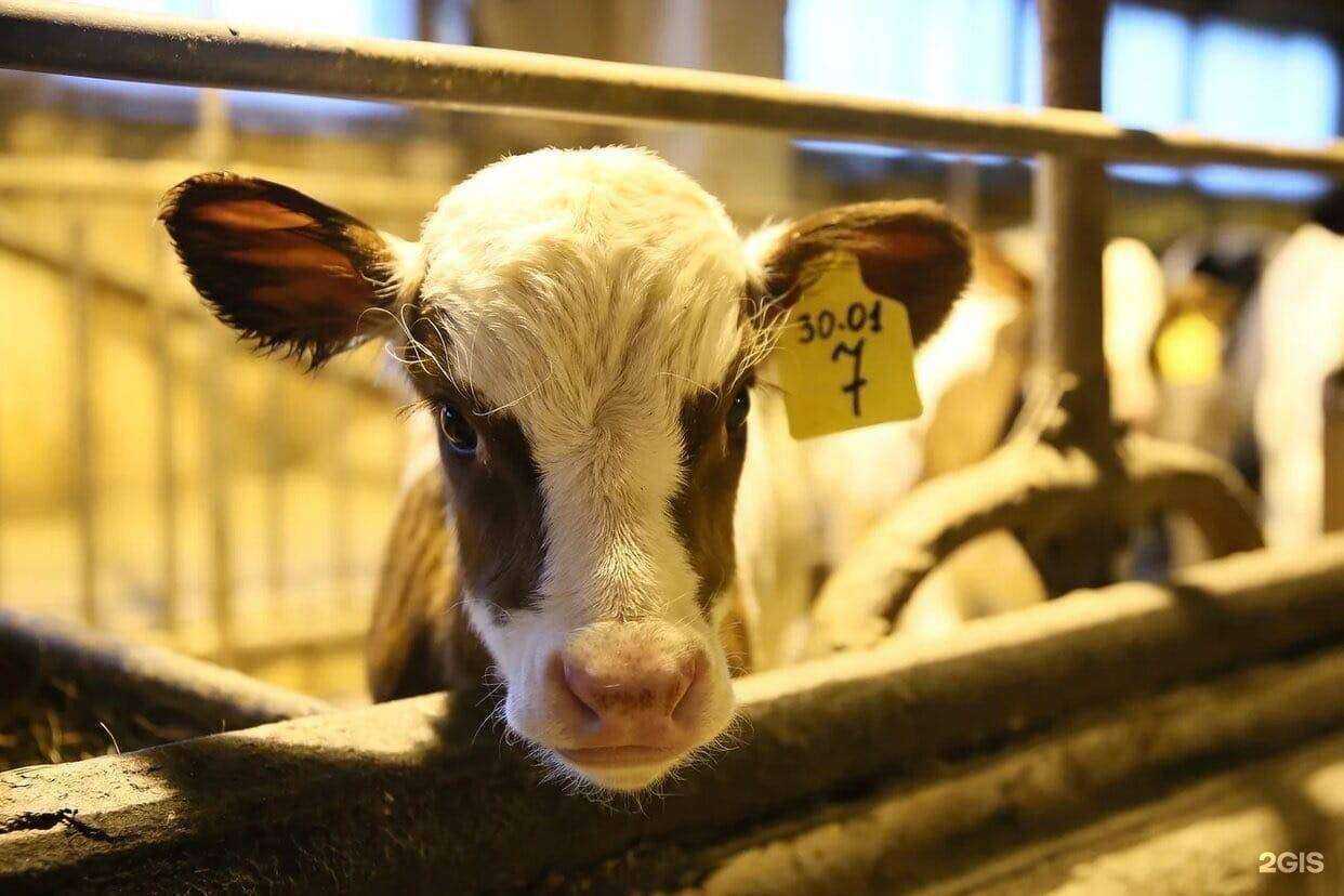 Отзывы на компанию Тулома в Ковдоре c фото