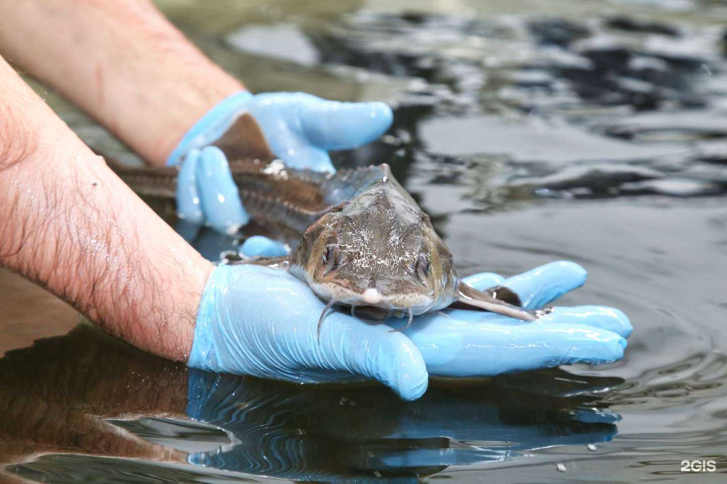 Отзывы на компанию Сибирский осетр 22 в Барнауле c фото