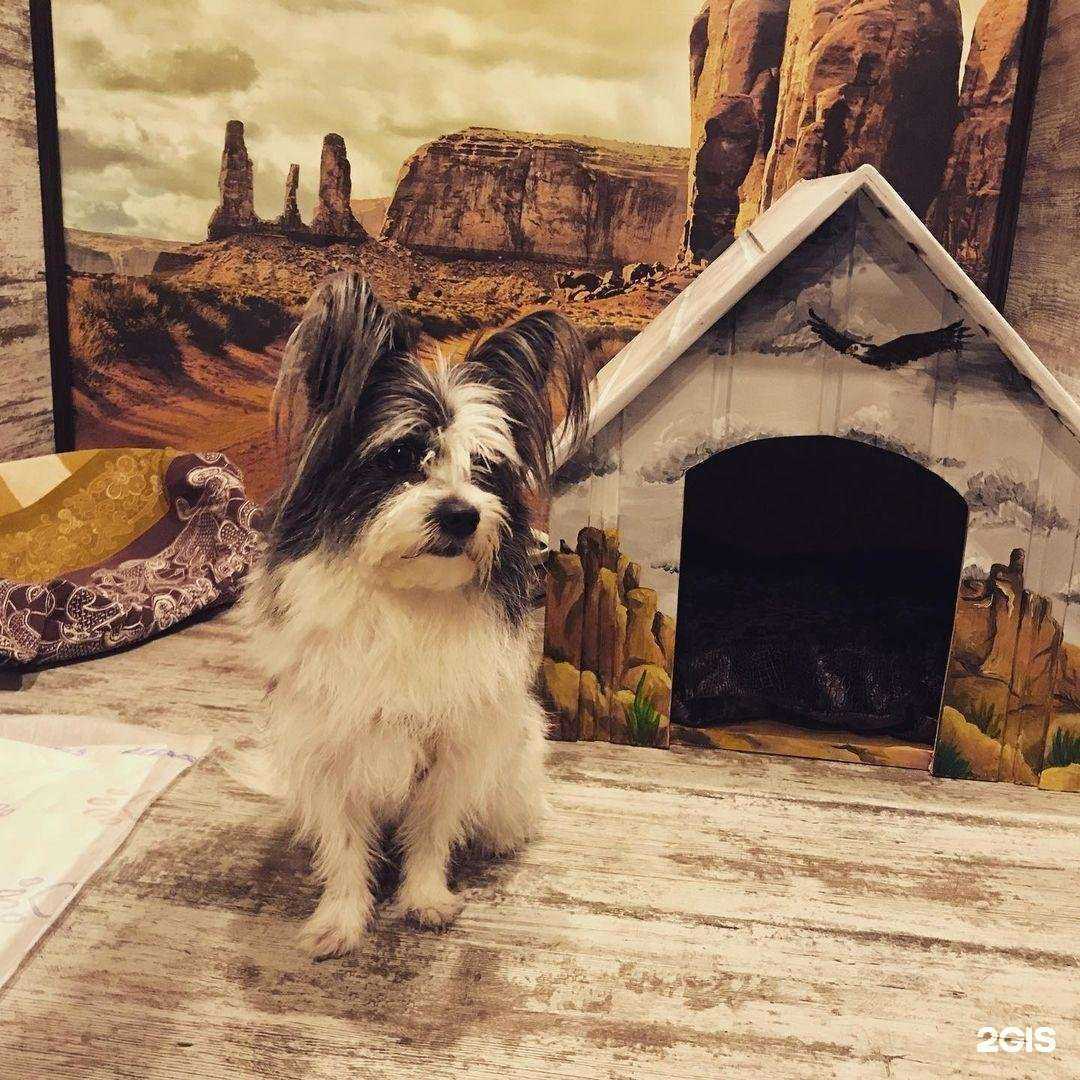 Отзывы на компанию 4етыре лапы в г. Новороссийск c фото