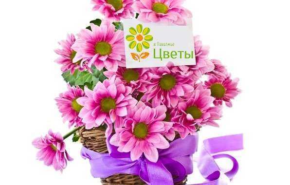 Отзывы на компанию Волгацвет в Тольятти c фото