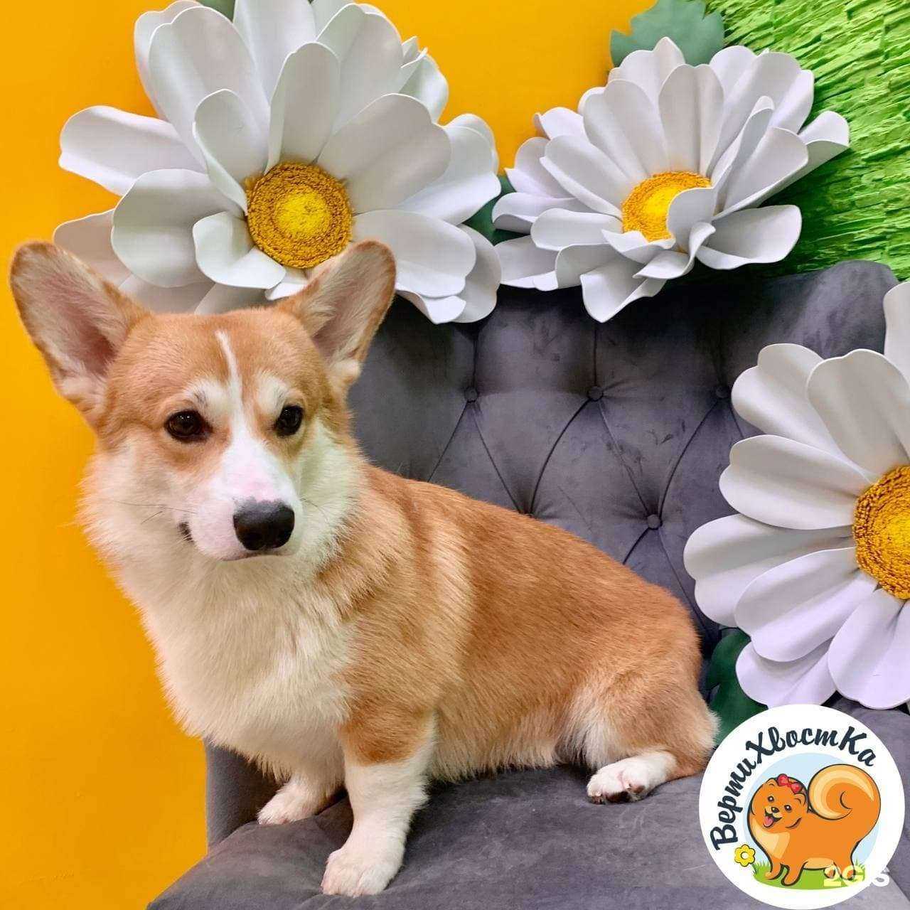 Отзывы на компанию ВертиХвостка в г. Долгопрудный c фото