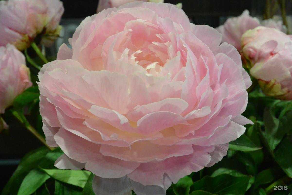 Отзывы на компанию 33сотки в Владимире c фото