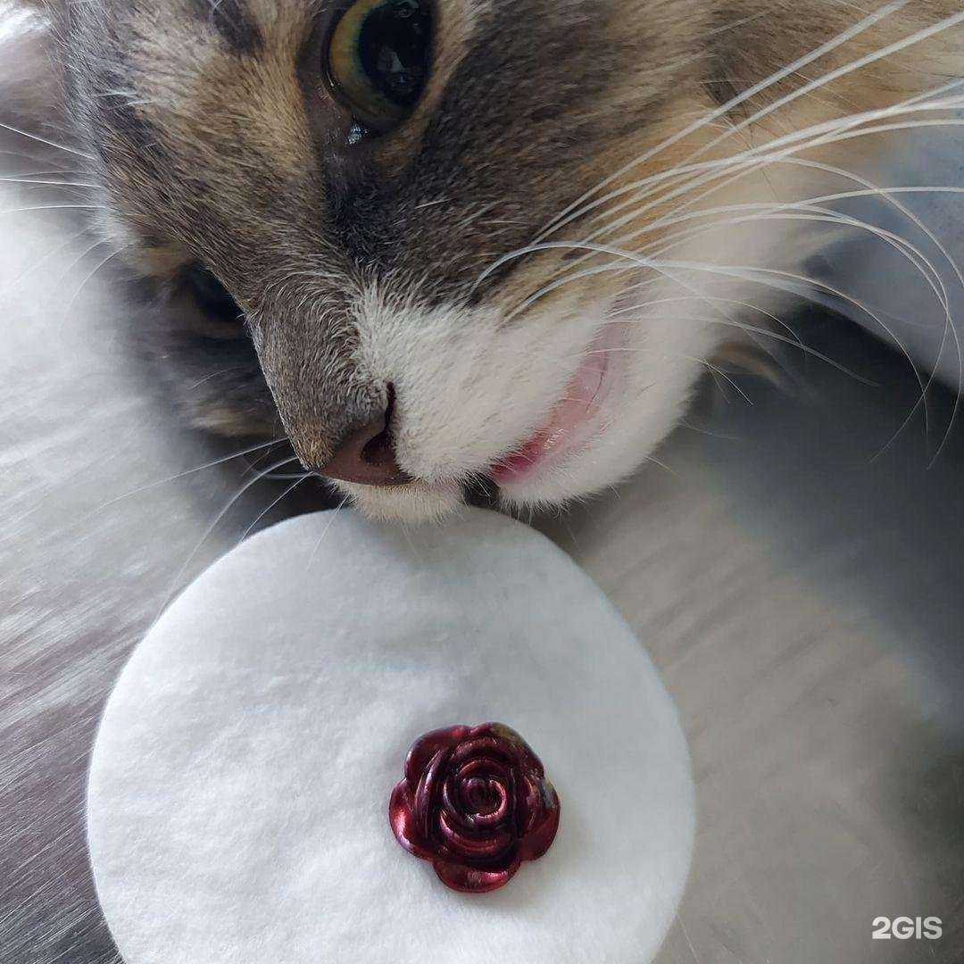 Отзывы на компанию Доктор Вет в г. Ростов-на-Дону c фото