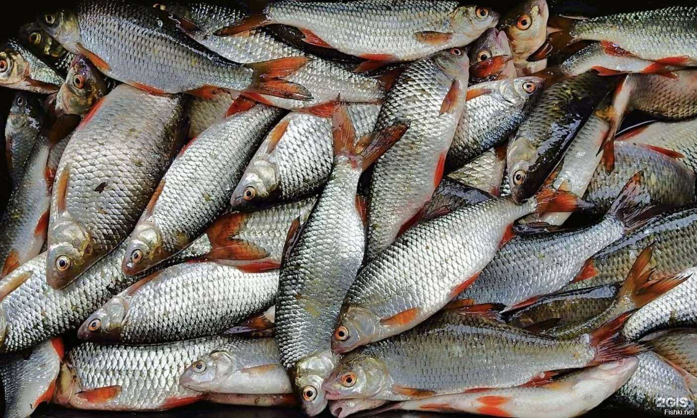 Отзывы на компанию Компания по приемке и продаже рыбы в г. Сургут c фото