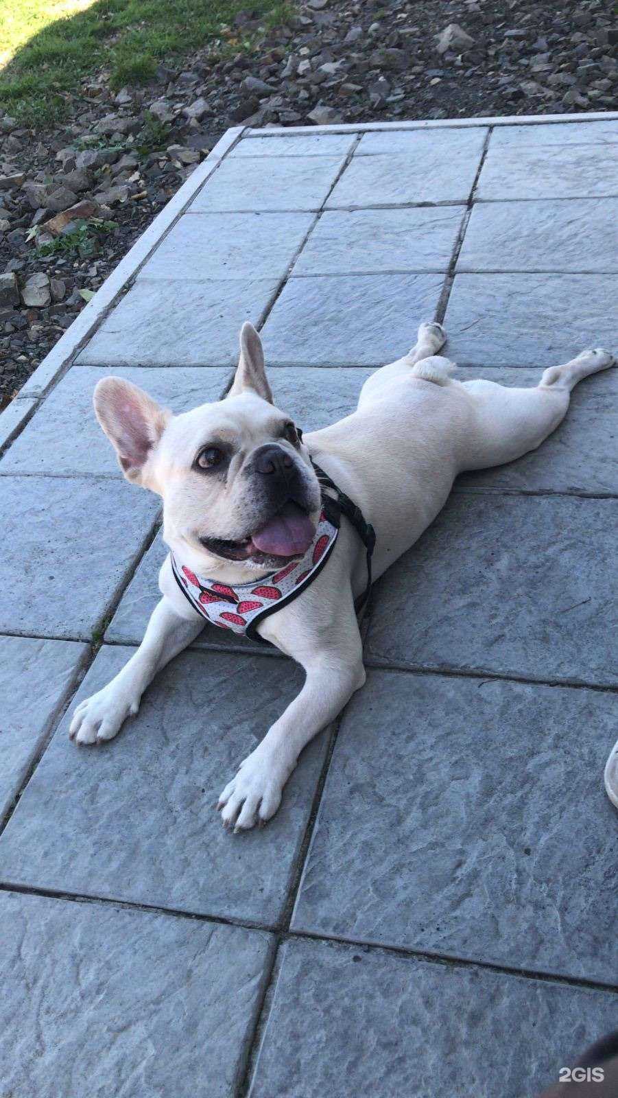 Отзывы на компанию КошкинDog в г. Хабаровск c фото