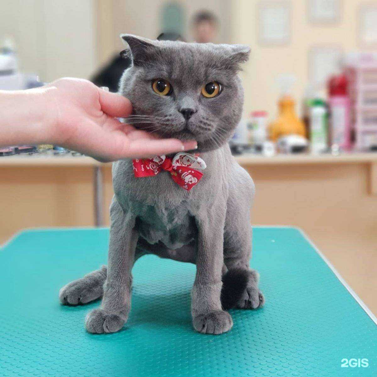 Отзывы на компанию Гламурчег в Южно-Сахалинске c фото