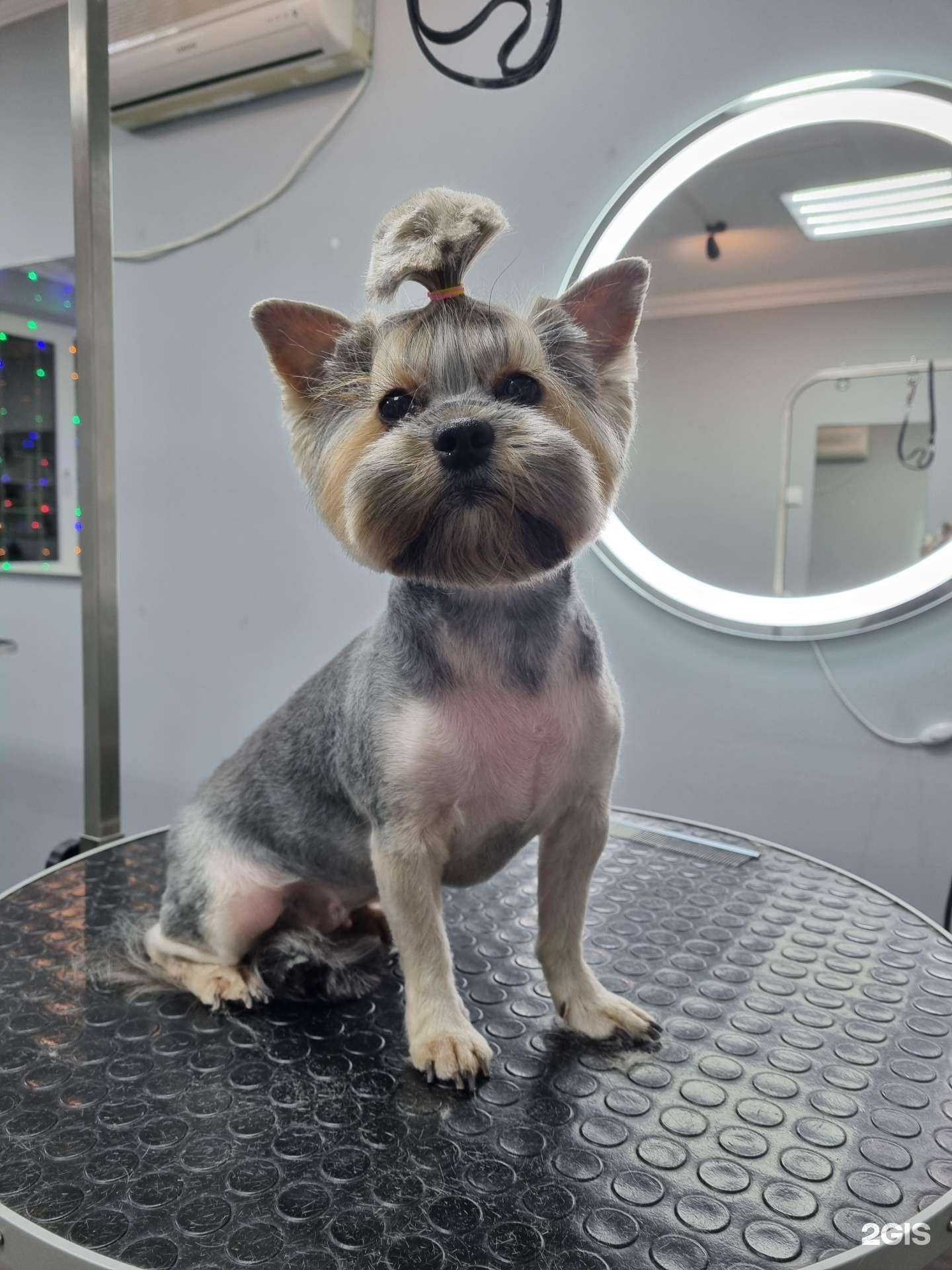 Отзывы на компанию Любимый хвостик в г. Краснодар c фото