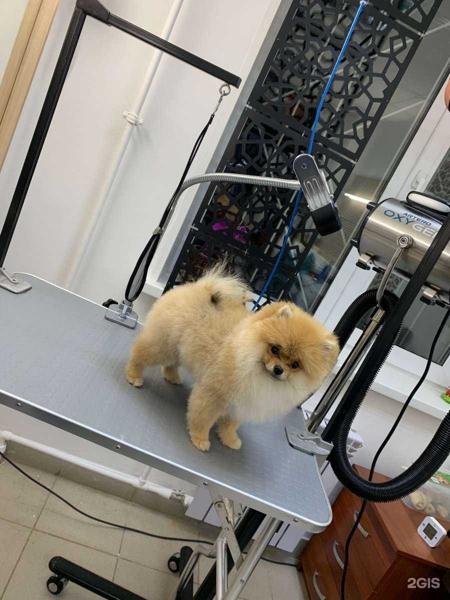 Отзывы на компанию Zoo в г. Нижний Новгород c фото