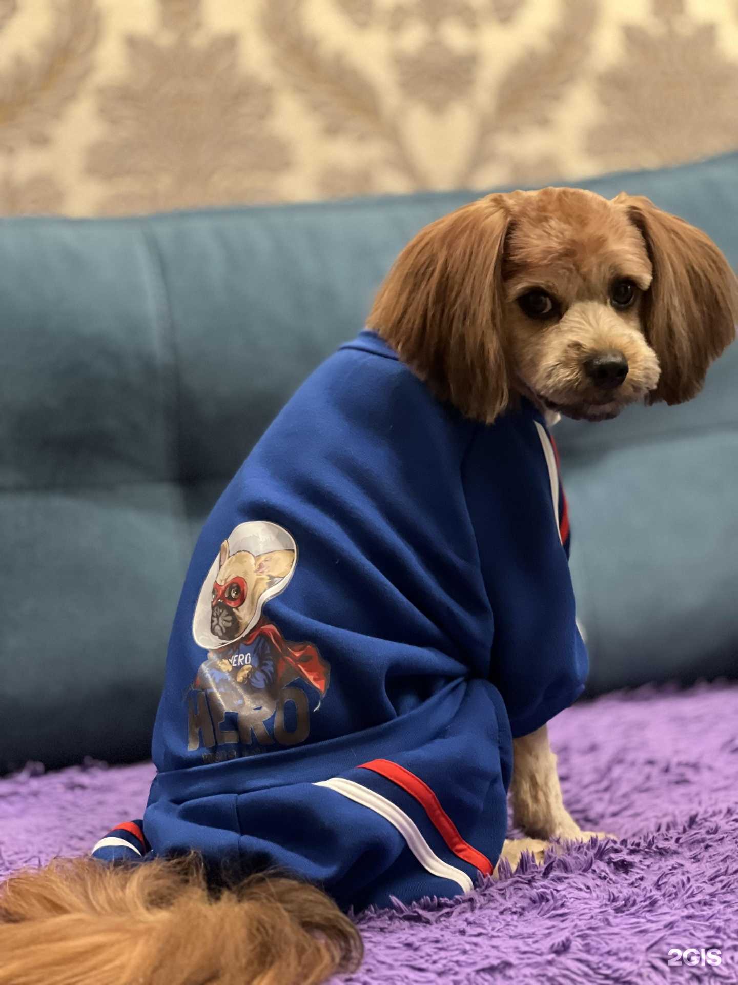 Отзывы на компанию Лапки zoo в г. Владивосток c фото