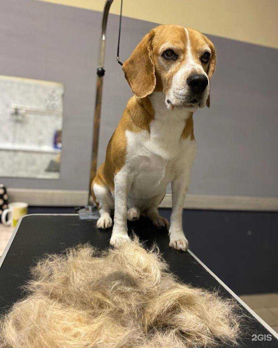 Отзывы на компанию Petstyle в г. Тверь c фото