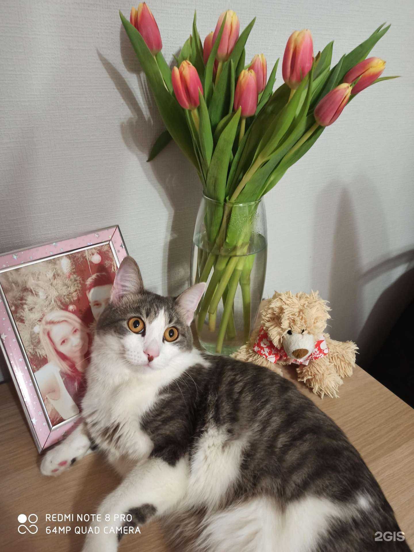 Отзывы на компанию Ветеринарный лечебно-профилактический комплекс в Омске c фото