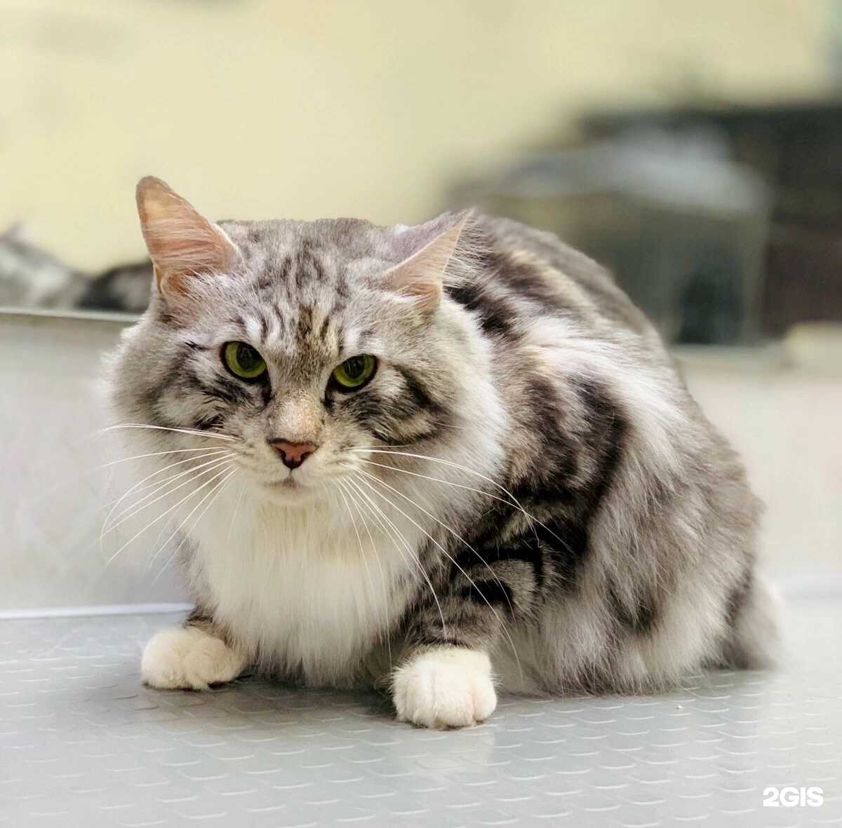 Отзывы на компанию Pet Love&Beauty в г. Пермь c фото