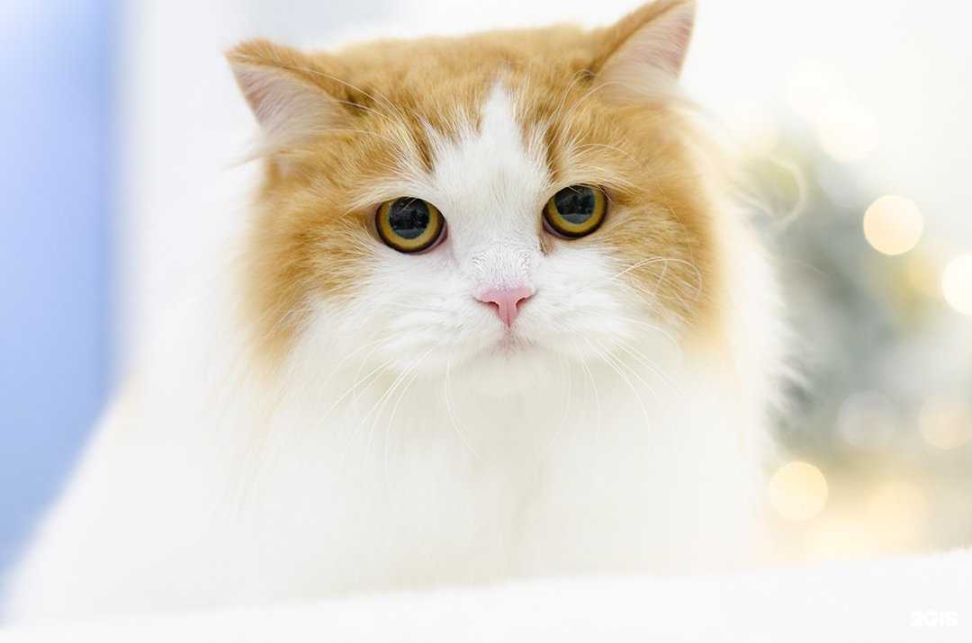 Отзывы на компанию Mon ami в Новосибирске c фото