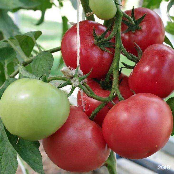 Отзывы на компанию Арбуз72.ру в Тюмени c фото