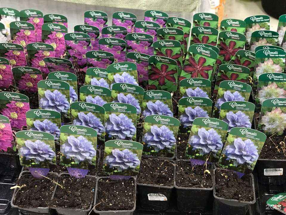 Отзывы на компанию Сад с иголочки в Ижевске c фото