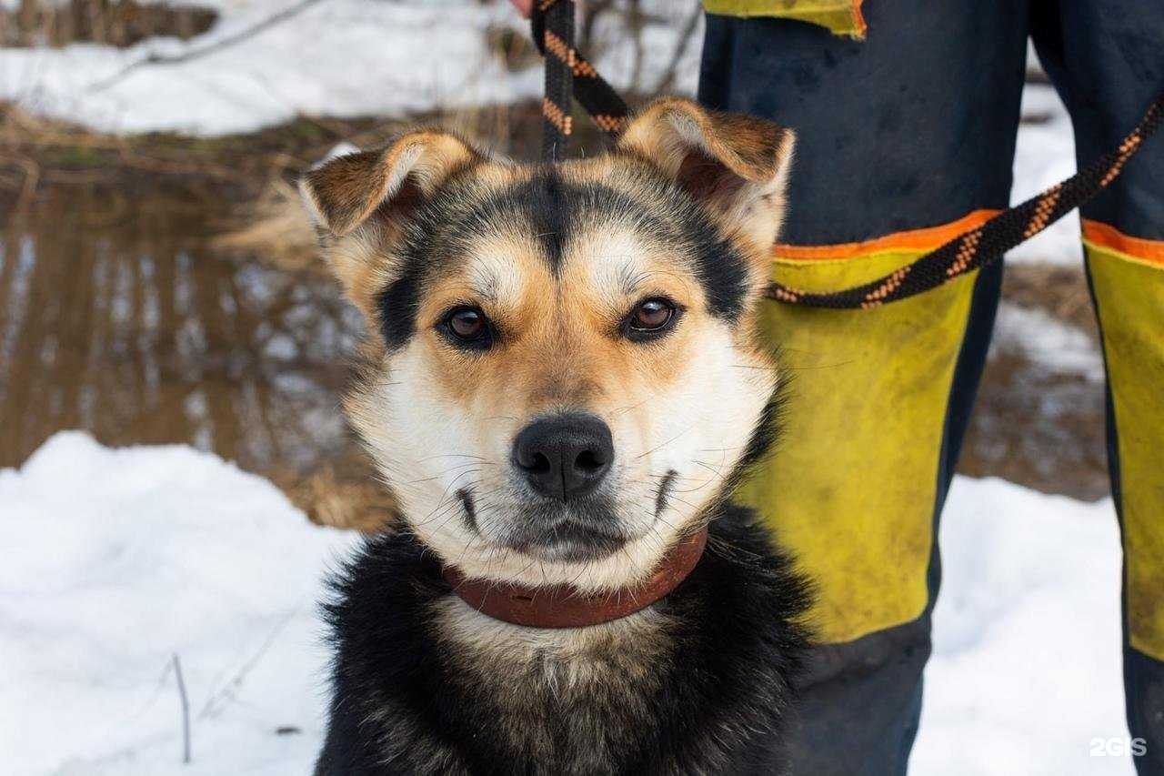 Отзывы на компанию Верные друзья в Калуге c фото