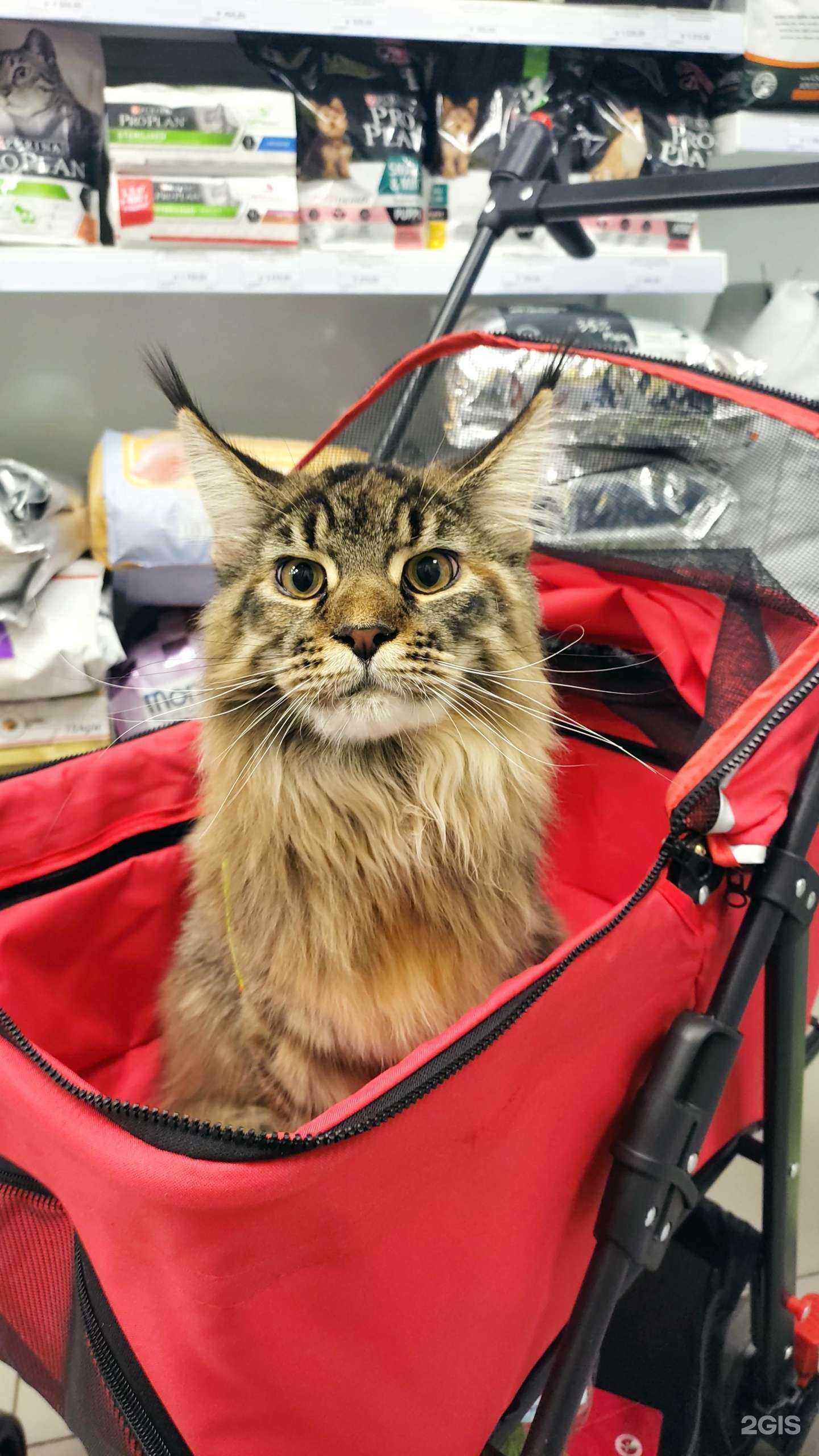 Отзывы на компанию Зоомания 54 в Новосибирске c фото