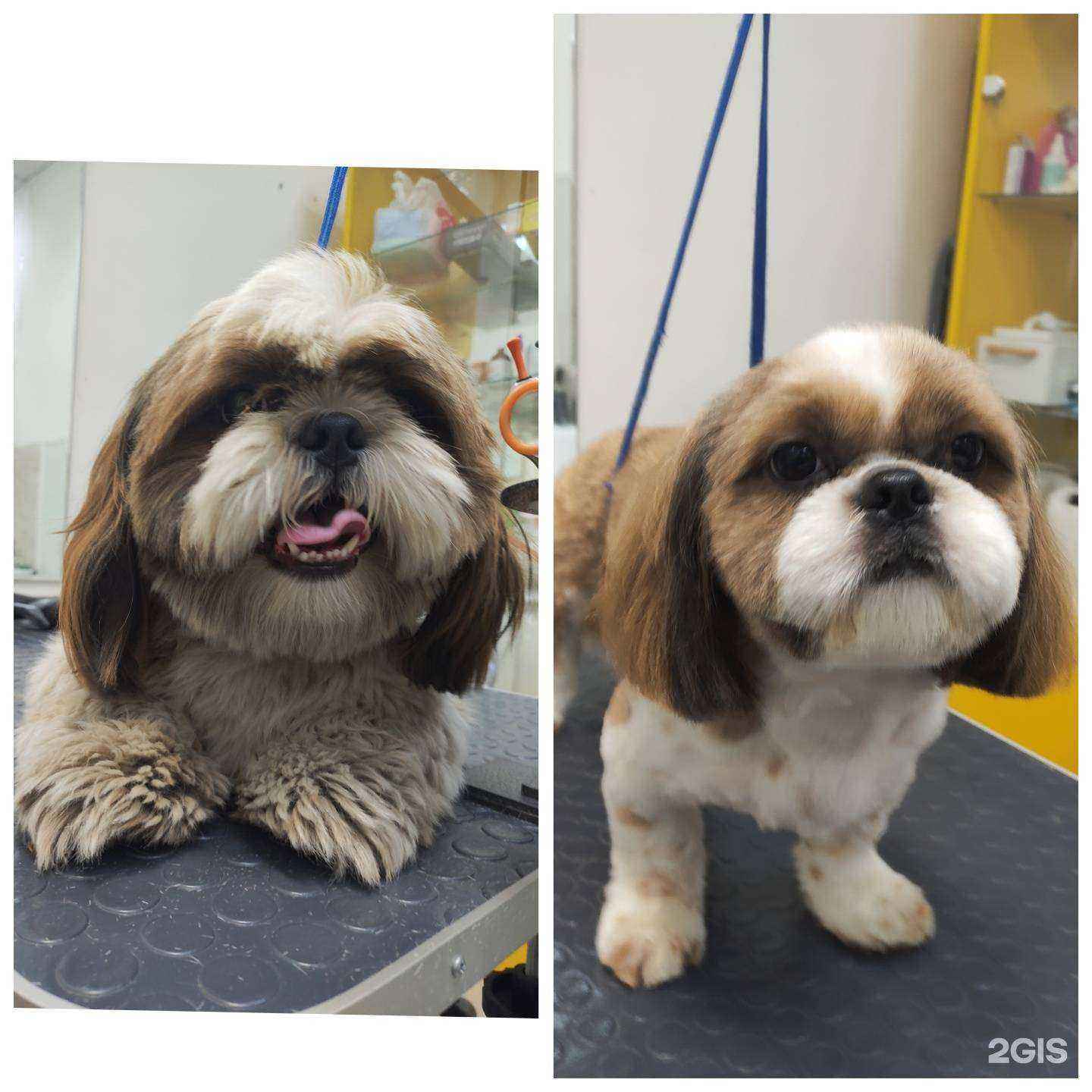 Отзывы на компанию Pet and cut в Пензе c фото