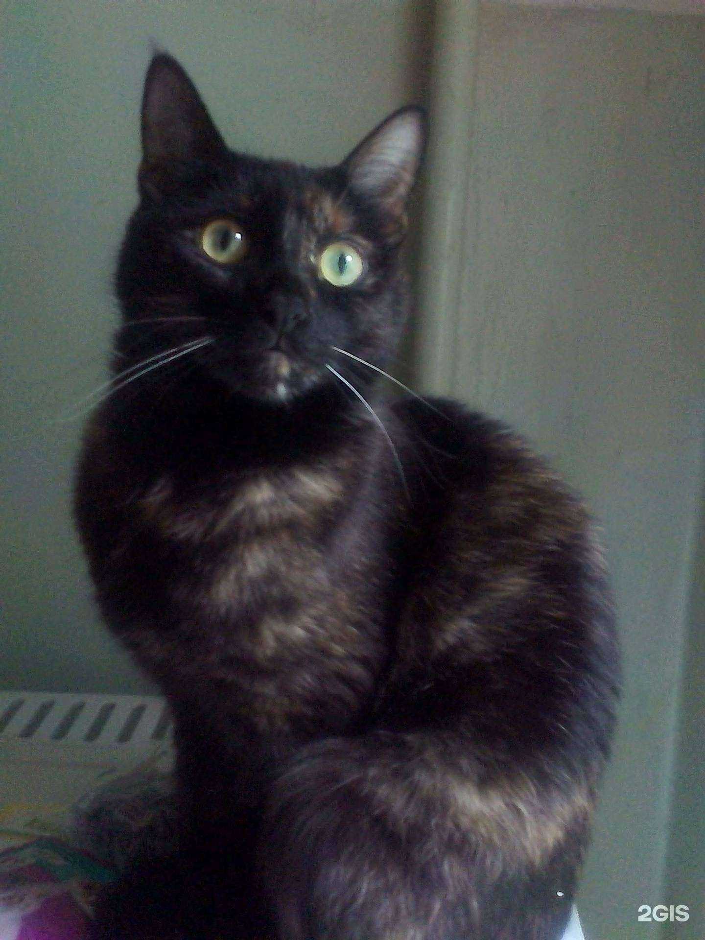 Отзывы на компанию Доктор Жорик в Твери c фото